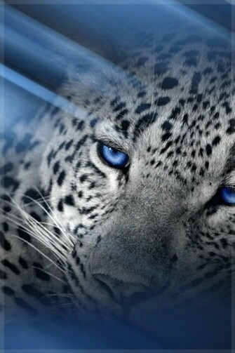 Snow Leopard Animal Wallpaper