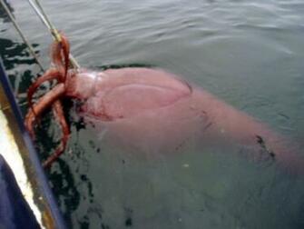 Colossal Squid Southern Elephant