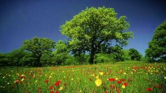 Colorful Nature Wallpaper