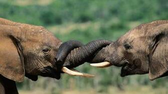 Baby Elephant Wallpaper
