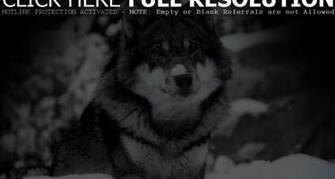 Best Wolf Wallpaper Wallpaper55 For Pcs