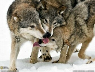 Timber Wolves
