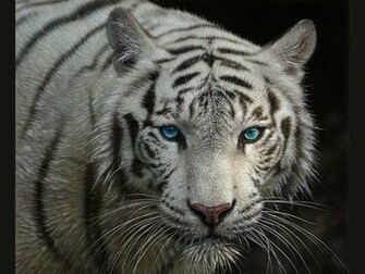 Wallpaper White Tiger Image