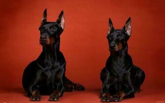 Doberman Wallpaper