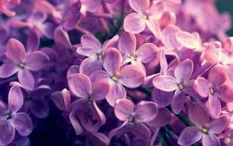 Of Lilacs HD Photography Wallpaper Purple And Lilac