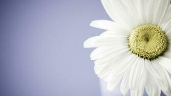 Fantastic Daisy Wallpaper Px