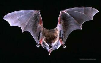 Beautiful Wallpaper For Desktop Bat HD
