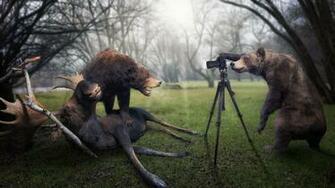 Trophy Moose Photographer Bear Wallpaper