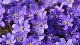 Wallpaper Hepatica Nobilis Background
