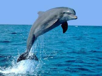 Dolphin Background Full HD Wallpaper Hq Background