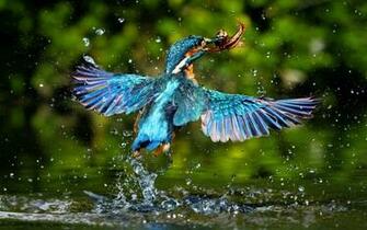 Bird Wallpaper Animal Image