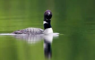 Loon Wallpaper For Computer
