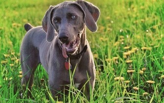 Weimaraner Wallpaper Size Amazingpict HD