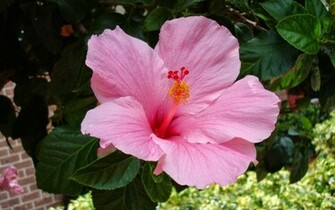 Hibiscus Flower Wallpaper Pinkhibiscus Desktop