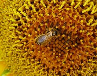 Bee Computer Wallpaper Desktop Background Id