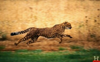 Cheetah Running Related Keywords Amp Suggestions