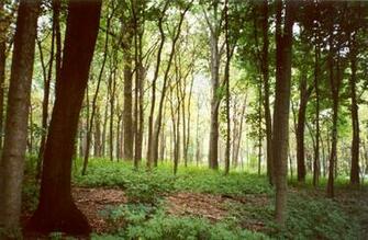 Woodland Computer Screensavers Wallpaper
