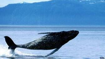Wallpaper A Humpback Whale Breaching X Desktop
