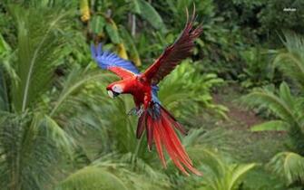 Scarlet Macaw Wallpaper