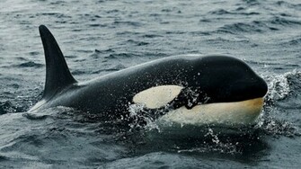 Orca Computer Wallpaper Desktop Background Id