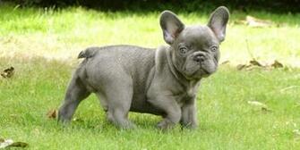 Mini French Bulldog Wide Wallpaper Dogbreedswallpaper