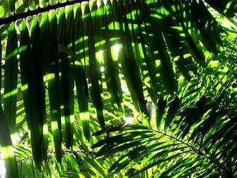 Nature Leaves Sunlight Palm Wallpaper