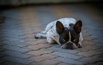 Wallpaper Dog Eyes Friend French Bulldog