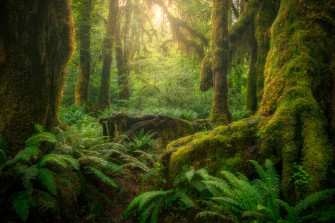 Hoh Rainforest Fine Art Photography Michael Bjorge