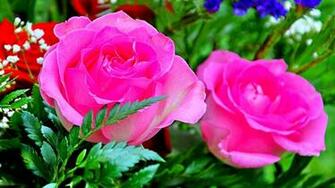 Rose Flowers Desktop Wallpaper Gallery