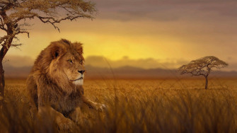 African Animals Wallpaper
