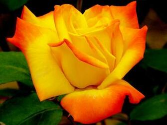 Roses Image Beautiful Color Wallpaper Photos