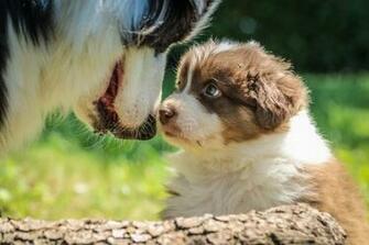 Adorable Puppy Pictures Image Of Puppies