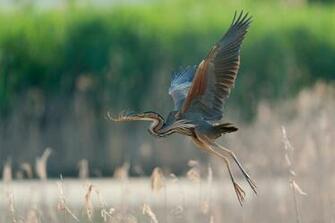 Heron Wallpaper