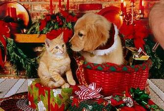 Christmas Golden Retriever Puppies Puppy In