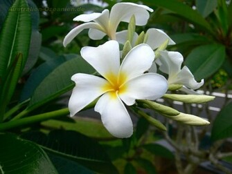 Wallpaper Frangipani