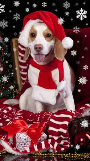 Christmas Dog With Santa Hat iPhone 6s Plus Wallpaper Gallery