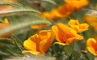 Summer Flowers Wallpaper