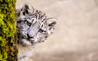 Snow Leopard Young 4k HD Wallpaper Image