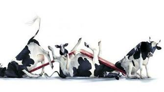 Funny Cow Image Wallpaper HD