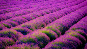 Lavender Fields Wallpaper