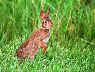 Worldstart Wallpaper Animal Set Rabbit Image Only