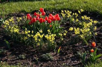 Spring Flower Bed IwallHD Wallpaper HD