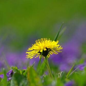 Nature Wallpaper Background New iPad Air Mini Retina