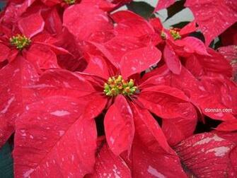 Poinsettia Wallpaper