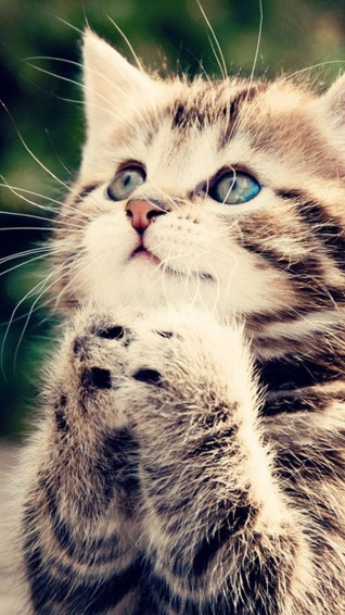 Best Cats iPhone HD Wallpaper