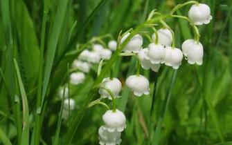 Lily Of The Valley Wallpaper Flower