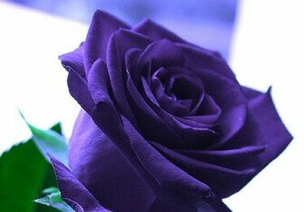 Flowers Pictures Wallpaper Red Roses