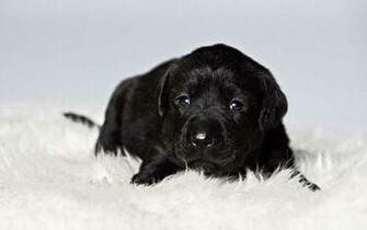 Black Lab Puppy Wallpaper