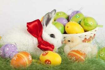Easter Bunny Wallpaper HD Net