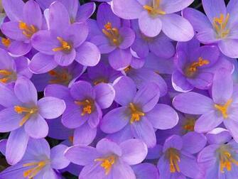 Cute Flower Wallpaper Desktop Background